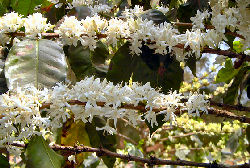 ダテーラ農園のコーヒーの木の花