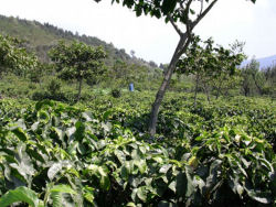 グアテマラ国アンティグア地区のメディナ農園